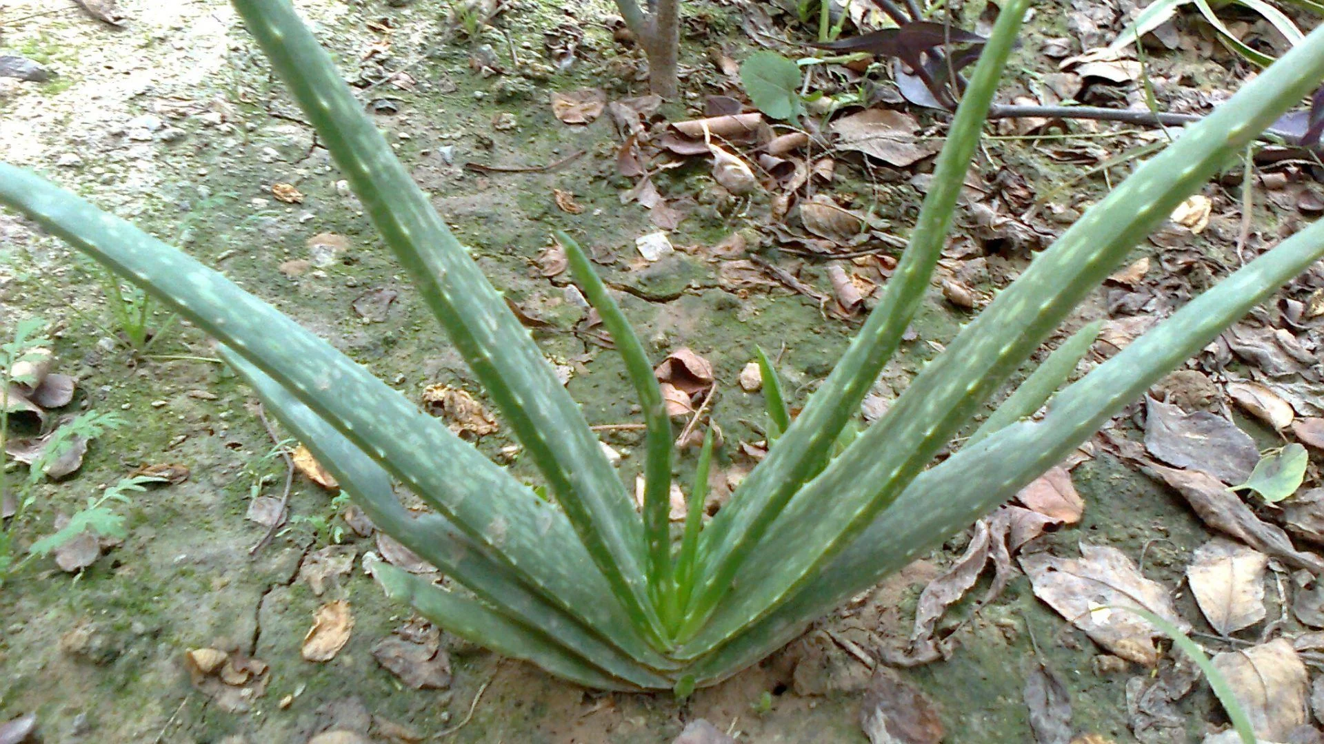 Aloe Vera